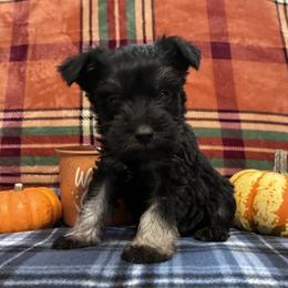 Harley - Black and silver male Miniature Schnauzer puppy in Hedgesville, West Virginia from Clay Hill Kennels