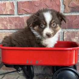 RTM2 - Red tri male Miniature Australian Shepherd puppy in Lexington, Nebraska from Osborne's Aussies