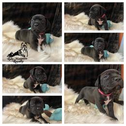 Cane Corso Puppies from Ruby Mountain Royalty