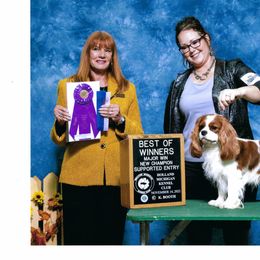 Victor - Cavalier King Charles Spaniel