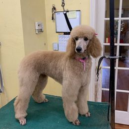 Poodle All Grown Up from KB Blue Sky Farm