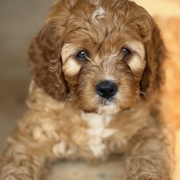 Bernedoodle Puppies from 4P’s Doodles