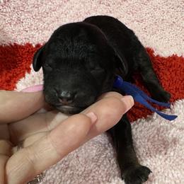 Blue - Phantom male Poodle puppy in Simms, Texas from Donna’s Aussies & Pink Heart Poodles