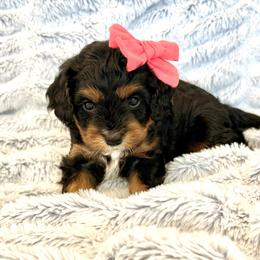 Cavapoo puppies from Hales Wagging Tails