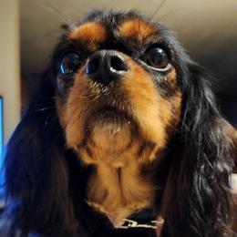 Sharlotte - Cavalier King Charles Spaniel