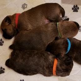Cairn Terrier Puppies from Elam Acres Cairn Terriers