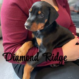 Black collared - Black and rust female Doberman Pinscher puppy in Winamac, Indiana from DIAMOND RIDGE DOBERMANS