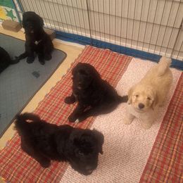 Bernedoodle Puppies from Jersey Girl's Doodles