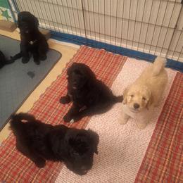 Bernedoodle Puppies from Jersey Girl's Doodles