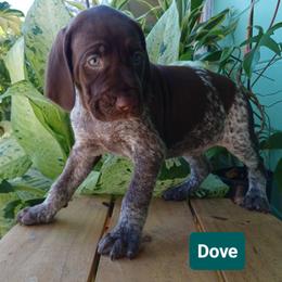 Dove - Liver and white female German Shorthaired Pointer puppy in Elberta, Alabama from Old Orchard Farm