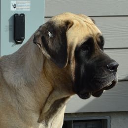 Mastiffs from River Valley Mastiffs