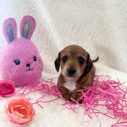 Lilly - Red female Dachshund puppy in Palestine, Texas from Oak tree Dachshunds