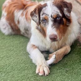 Jackson - Australian Shepherd