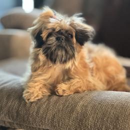 Jazzy - Shih Tzu