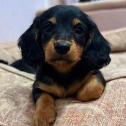 Snickers - Black and tan male Dachshund puppy in Massies Mill, Virginia from Pigeon Hill Dachshunds