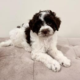 Aspen - Brown and white female Aussiedoodle puppy in Allen, Texas from Calena’s Doodles