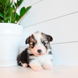 EMBER - Black and tan female Pembroke Welsh Corgi puppy in Mona, Utah from Sorensen Corgis