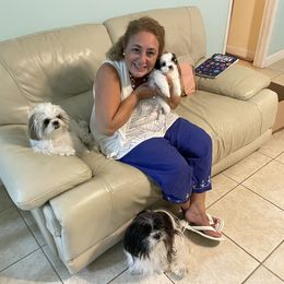 Shih Tzu Puppies from Evelyn's Shih Tzus