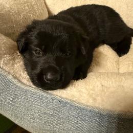 Amigo - Black male German Shepherd puppy in Pittsburg, New Hampshire from Vom Grenze Stadt German Shepherd Dogs