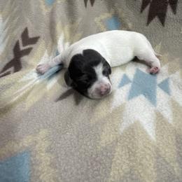 Rex - Blue and tan male Dachshund puppy in Choctaw, Oklahoma from Danica’s Dachshunds