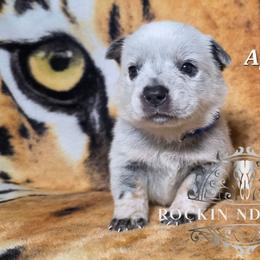 Apple - Blue male Australian Cattle Dog puppy in Silsbee, Texas from Rockin ND Ranch