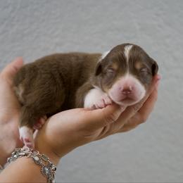 Mike - Red tri-color male Australian Shepherd puppy in Bertram, Texas from Ashley’s Australian Shepherds