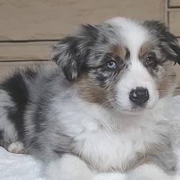 Miniature American Shepherd and Miniature Australian Shepherd Puppies from Buck-Run Puppies