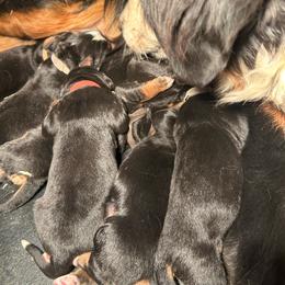 Reserve female puppy - Black rust and white female Bernese Mountain Dog puppy in Oakley, Idaho from Purple Sage Puppies Bernese Mountain Dogs