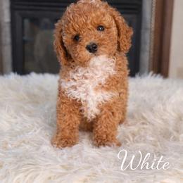 White - Caramel male Australian Labradoodle puppy in Aurora, Oregon from Divine Poodles