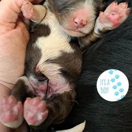 Braxton - Blue merle male Bernedoodle puppy in Lafayette, Alabama from Williams Lake Doodles