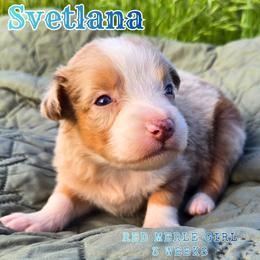 Svetlana - Red merle female Australian Shepherd puppy in Abilene, Texas from S&K Aussies N' Rotties