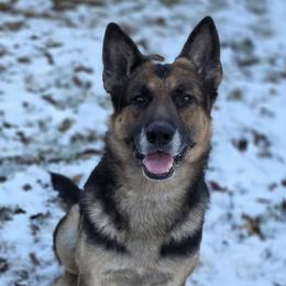 Vicktor - German Shepherd
