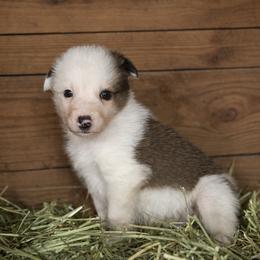 Male 4 - Saddleback sable male Border Collie puppy in Oxford, Florida from RSR Border Collies