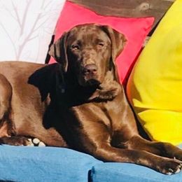 Labrador Retrievers from Jaime Caldwell's Labrador Retrievers