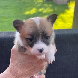 Girl 4 - Sable female Pembroke Welsh Corgi puppy in Nevada, Iowa from Rogers AKC Corgis of Iowa.