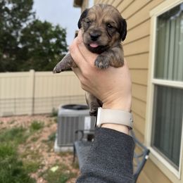 Dachshund Puppies from Sarah’s Dachshies
