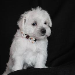 White Girl 4 Brown - White female Miniature Schnauzer puppy in Spring Hill, Florida from Suncoast Miniature Schnauzers