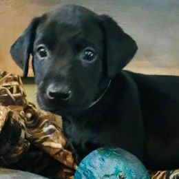 Labrador Retrievers from Southern Elite Retrievers