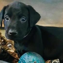 Labrador Retrievers from Southern Elite Retrievers