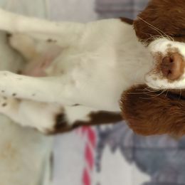 Ember - English Springer Spaniel