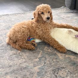 'Colt': Muddy Foots Ready Aim Fetch - Apricot male Poodle puppy in Orlando, Florida from Sabrina Beck