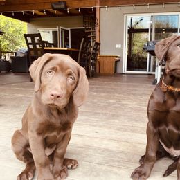 Labrador Retriever Puppies from On My Side Kennels