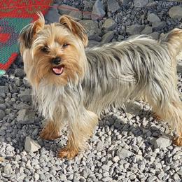 Breezy - Yorkshire Terrier