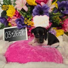 Juniper - Black white and tan female Rat Terrier puppy in Brookfield, Missouri from Country Rat Terriers