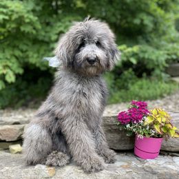 Igor - Merle male Goldendoodle puppy in Lisbon, Ohio from Willow Lane Doodles