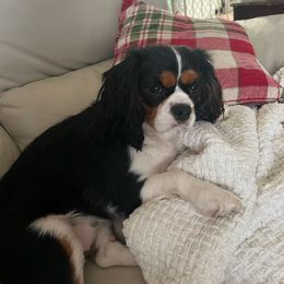 Lady - Cavalier King Charles Spaniel