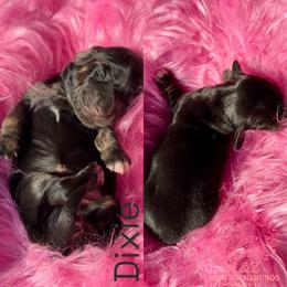 Dixie - Black and cream female Dachshund puppy in Hornbeck, Louisiana from A&Z Mini Dachshunds