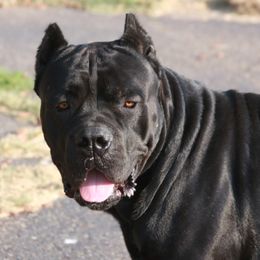 River - Cane Corso