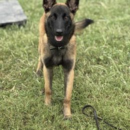 Belgian Malinois Puppies from Fromage Malinois