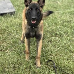 Belgian Malinois Puppies from Fromage Malinois